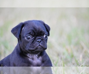 Pug Puppy for sale in PALM COAST, FL, USA