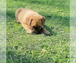 Small #2 Labrador Retriever Mix