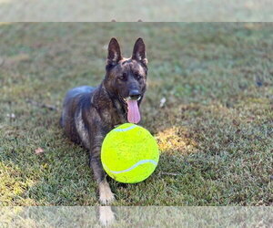 Atlas - Male German Shepherd Dog-Unknown Mix Dog for Adoption - Photo #2