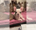 Small Photo #14 French Bulldog Puppy For Sale in OAKDALE, CA, USA
