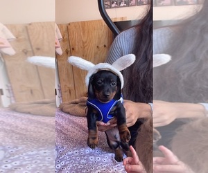 Dachshund Puppy for sale in ROCHESTER, NY, USA