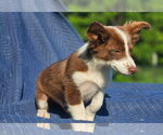 Small #3 Australian Shepherd-Chihuahua Mix