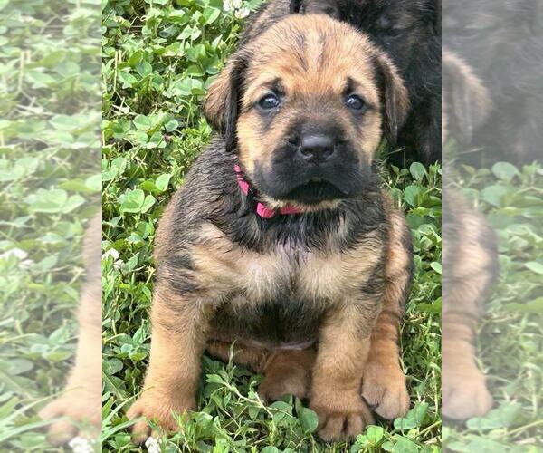 Medium Photo #2 English Mastweiler Puppy For Sale in OSCEOLA, MO, USA