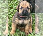 Small #1 English Mastweiler