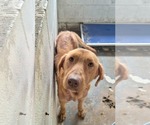 Small #10 Labrador Retriever Mix
