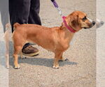Small #2 Bagle Hound