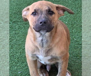 Tigger - Male American Staffordshire Terrier-Unknown Mix Dog for Adoption - Photo #5