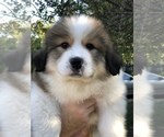 Small Photo #1 Great Bernese Puppy For Sale in OVERLAND, KS, USA