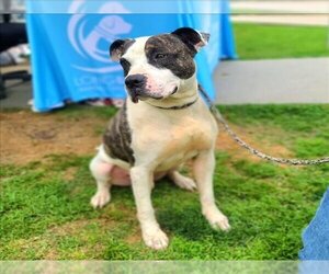 American Pit Bull Terrier Dogs for adoption in Long Beach, CA, USA