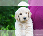 Small Photo #4 English Cream Golden Retriever-Poodle (Standard) Mix Puppy For Sale in KARLSTAD, MN, USA