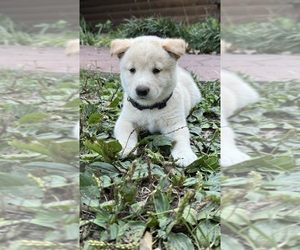 Medium Photo #27 Shiba Inu Puppy For Sale in NEW ATHENS, IL, USA