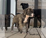 Small #2 Mutt