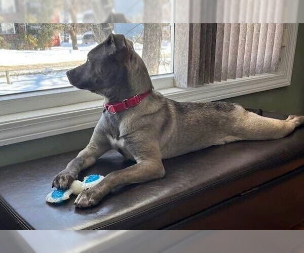 Medium Photo #5 Mutt Puppy For Sale in Oak Bluffs, MA, USA