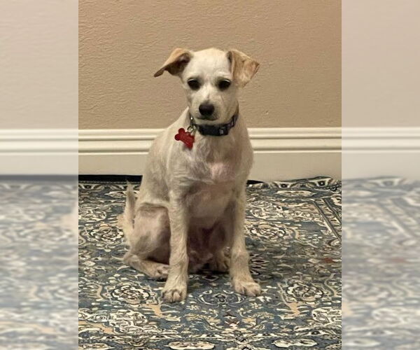 Medium Photo #2 Mutt Puppy For Sale in San Diego, CA, USA