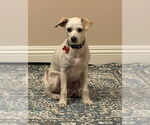Small #1 Mutt