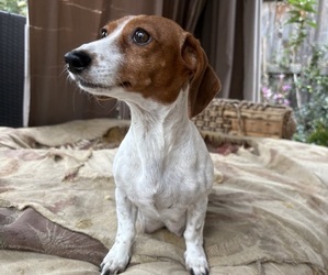 Mother of the Dachshund puppies born on 03/24/2026
