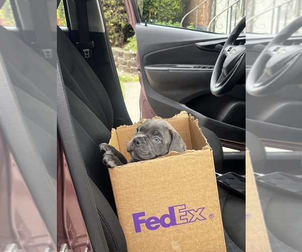 Medium Photo #1 American Bully-French Bulldog Mix Puppy For Sale in CHICAGO, IL, USA