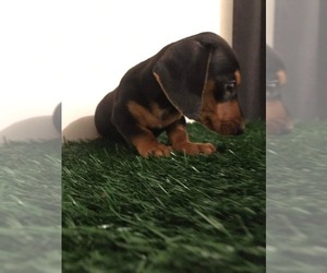 Dachshund Puppy for sale in CHULA VISTA, CA, USA