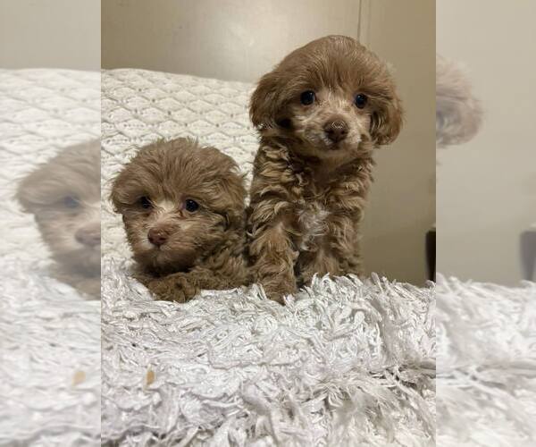 Medium Photo #1 Morkie Poo (Toy) Puppy For Sale in DUNNELLON, FL, USA