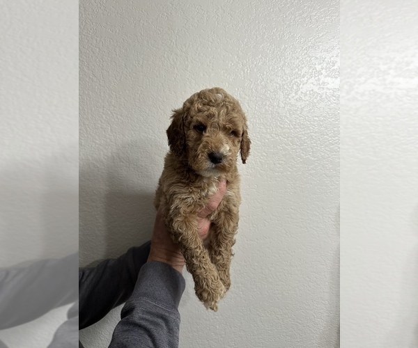 Medium Photo #10 Goldendoodle (Miniature) Puppy For Sale in BRKN ARW, OK, USA
