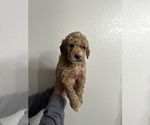 Small Photo #10 Goldendoodle (Miniature) Puppy For Sale in BRKN ARW, OK, USA