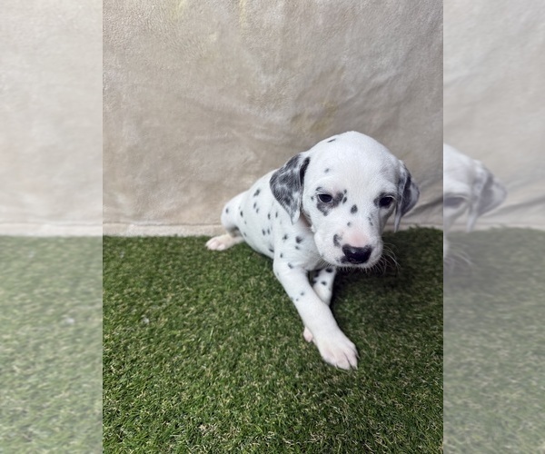 Medium Photo #1 Dalmatian Puppy For Sale in FORT WORTH, TX, USA
