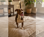 Small #1 American Pit Bull Terrier-Dachshund Mix