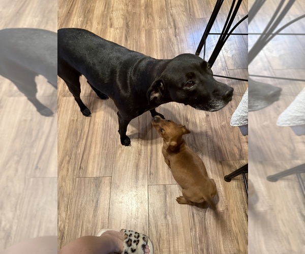 Medium Photo #17 Coonhound Puppy For Sale in ZANESVILLE, OH, USA