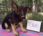Small #9 German Shepherd Dog