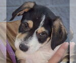 Small #5 Mutt