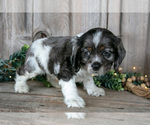 Puppy Monty Cocker Spaniel