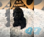Small #2 Poodle (Standard)