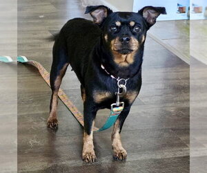 Chiweenie Dogs for adoption in Batavia, OH, USA