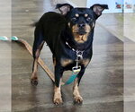 Greta 2026 - Female Chiweenie Dog for Adoption - Small photo