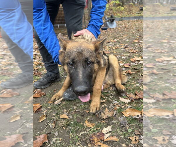 Medium Photo #1 German Shepherd Dog Puppy For Sale in Brewster, NY, USA