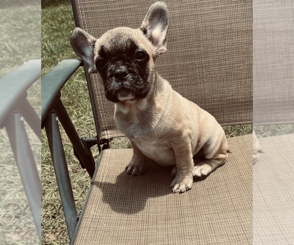 Medium Photo #7 French Bulldog Puppy For Sale in PALMETTO, GA, USA