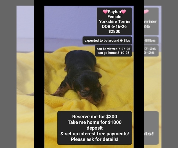 Medium Photo #1 Yorkshire Terrier Puppy For Sale in TUCSON, AZ, USA
