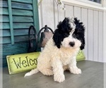 Image preview for Ad Listing. Nickname: Casey