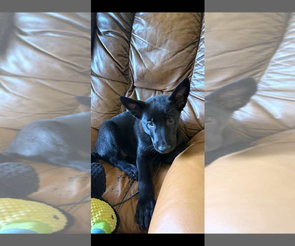 Medium Photo #2 Mutt Puppy For Sale in Imlay City, MI, USA