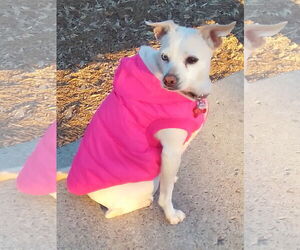 Jillie - Female Chihuahua-Unknown Mix Dog for Adoption - Photo #9