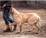 Small Photo #1 Mastiff Puppy For Sale in WAKARUSA, IN, USA