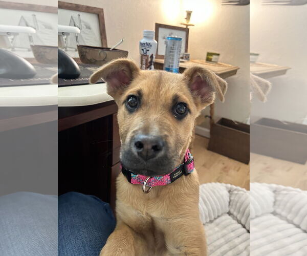 Medium Photo #5 Mutt Puppy For Sale in Polson, MT, USA