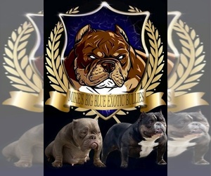 Father of the American Bully puppies born on 03/26/2023