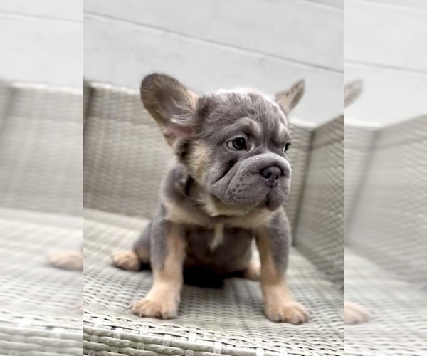 Medium Photo #17 French Bulldog Puppy For Sale in AGOURA HILLS, CA, USA