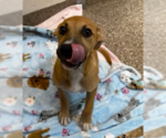 Small Catahoula Leopard Dog