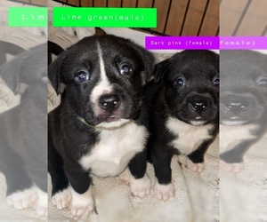 American Bully-Border Collie Mix Puppy for sale in FLORENCE, KY, USA