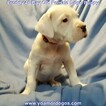 Small Photo #133 Dogo Argentino Puppy For Sale in JANE, MO, USA