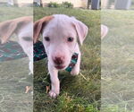 Small #35 Bullboxer Pit
