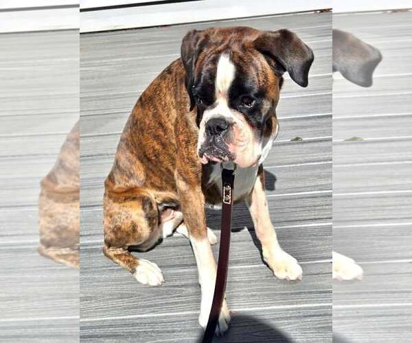 Medium Photo #2 Boxer Puppy For Sale in Dumont, NJ, USA