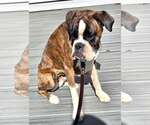 Small #1 Boxer